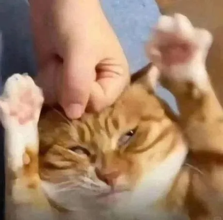 Кот наслаждается поглаживаниями