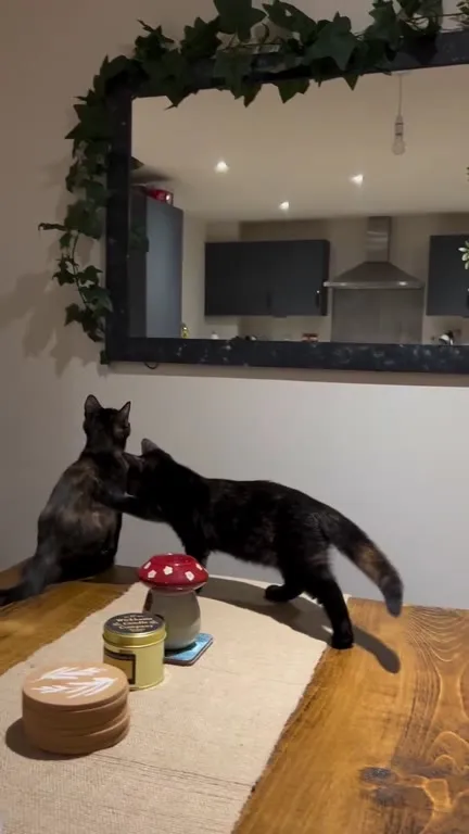 Кот столкнул другого кота со стола