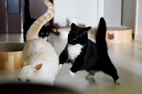 Кот нападает на перевёрнутого кота