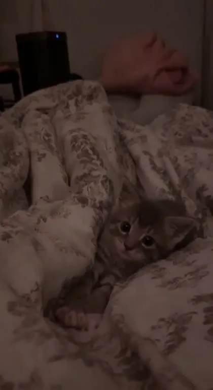 Котёнок прячется под одеялом