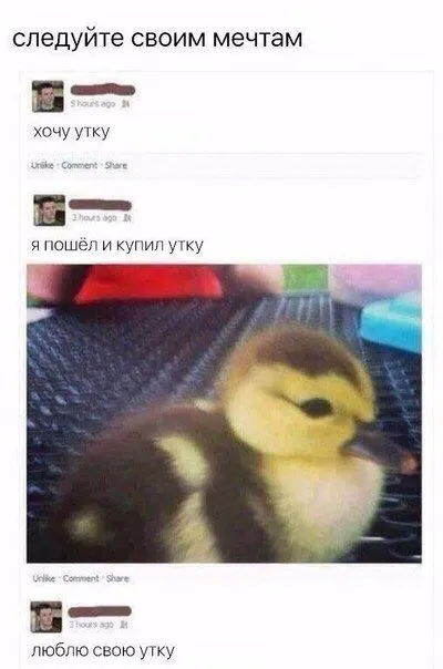 Следуйте своим мечтам и уткам