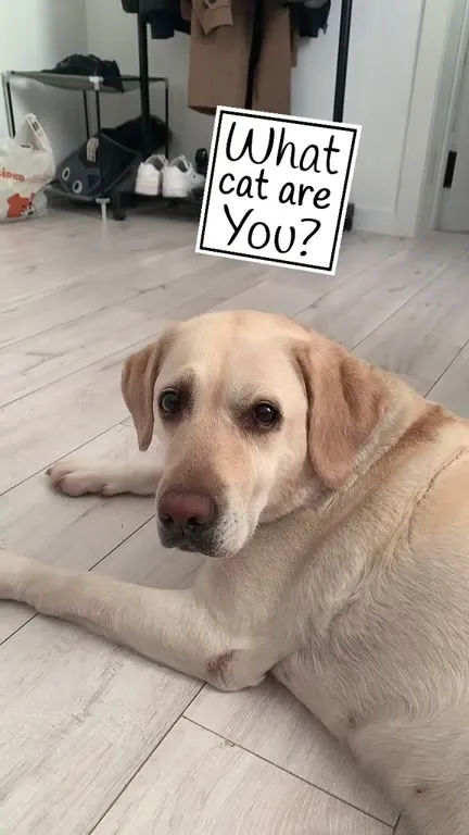What Cat Are You?