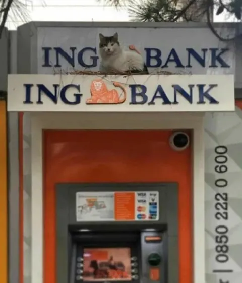 Cat Runs ING Bank