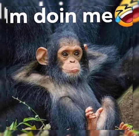 Chimpanzee Doing His Own Thing