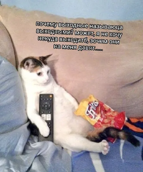 Кот не хочет выходить на выходных