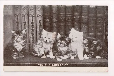 Cats in the Library