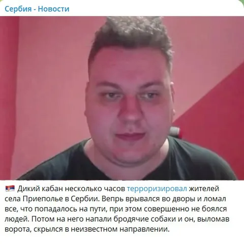 Дикий кабан терроризирует село