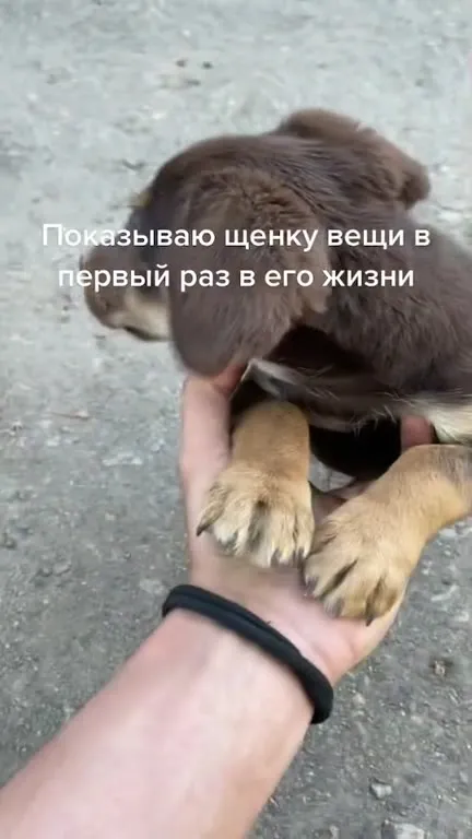 Щенок знакомится со счётчиком