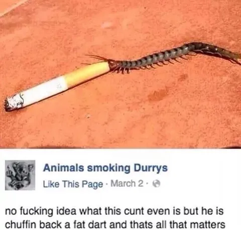 Centipede Smoking a Fat Dart