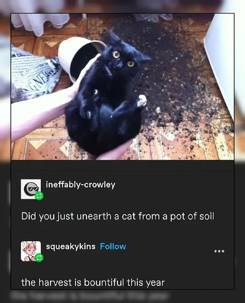 Cat Harvest Is Bountiful