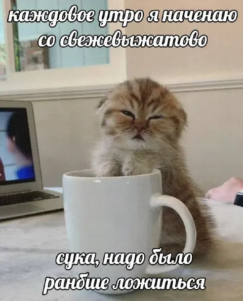 Кот начинает утро со свежевыжатого