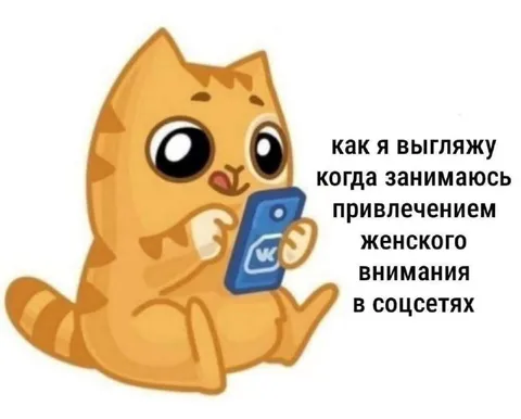 Кот привлекает внимание в соцсетях