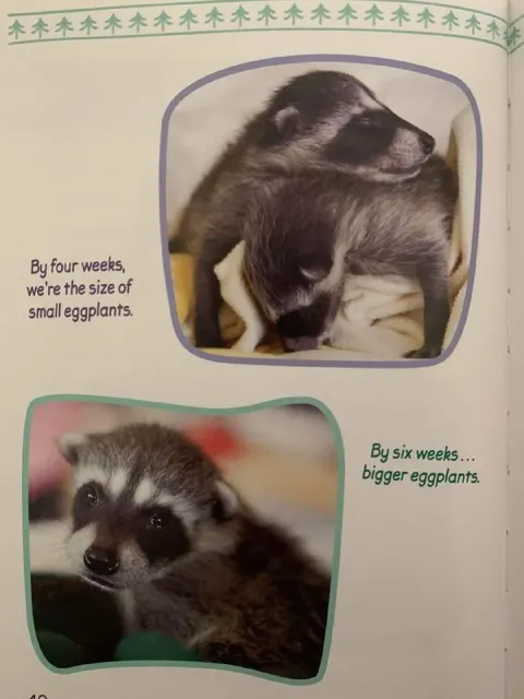 Raccoons Growing Like Eggplants