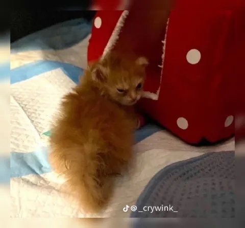 Грустный маленький котёнок