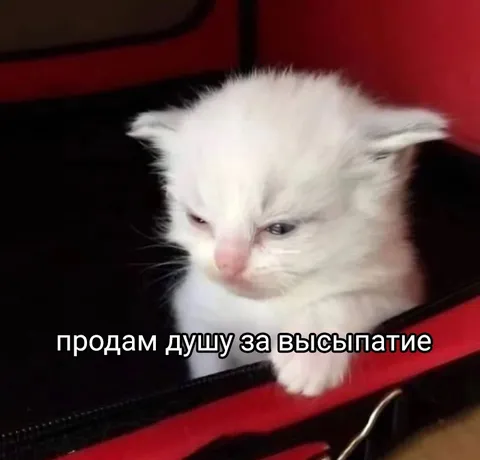 Котёнок продаст душу за сон