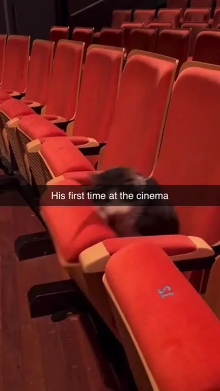 Cat’s First Time at the Cinema