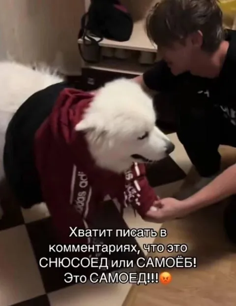 Это самоед, а не снюсоед