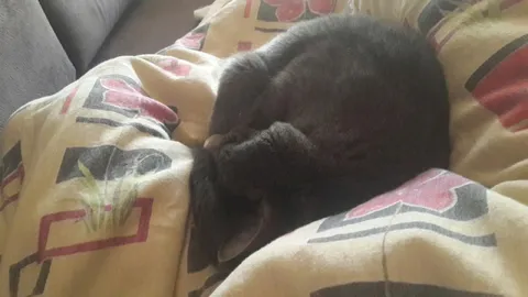 Кот спит под одеялом