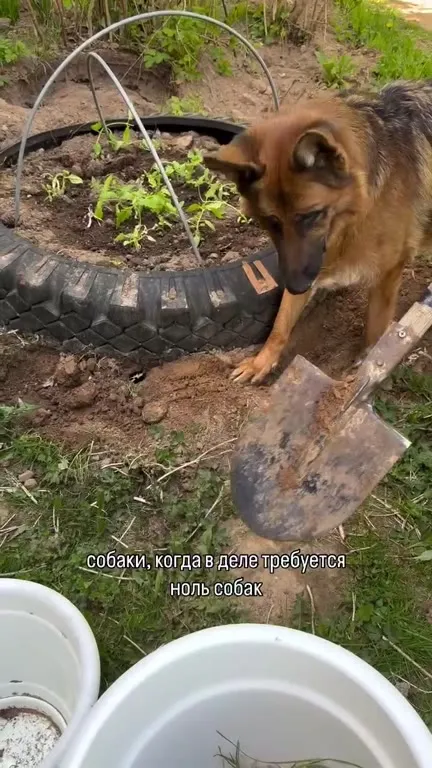 Когда нужен ноль собак