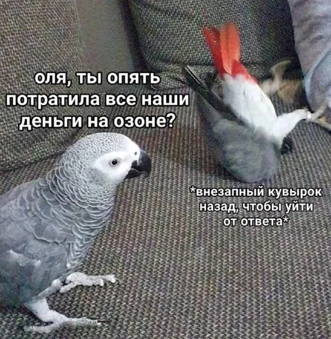 Попугай уходит от ответа