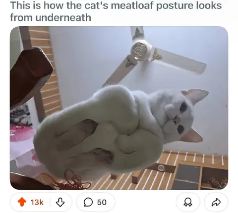 Cat Meatloaf From Underneath