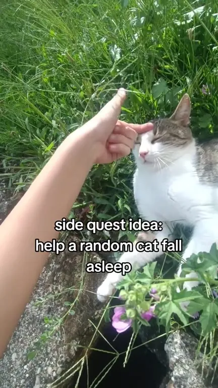 Helping a Random Cat Fall Asleep