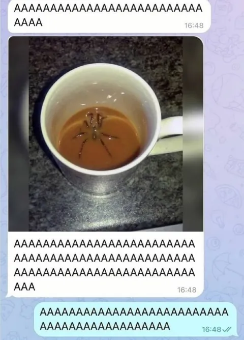 Spider in the Coffee