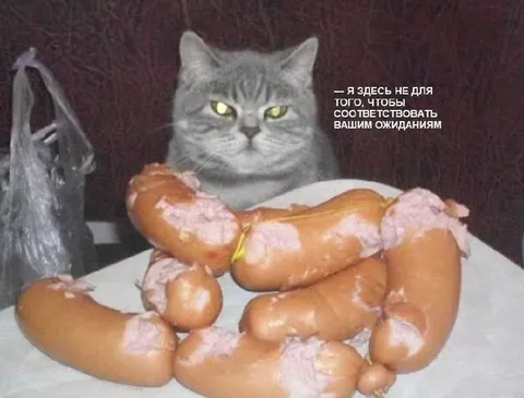 Кот не оправдывает ожидания