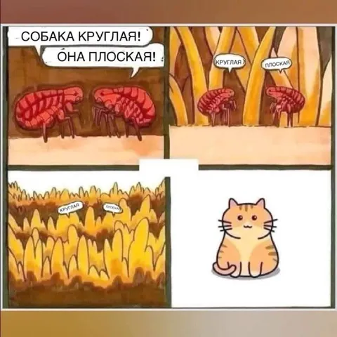 Круглая собака и плоская собака