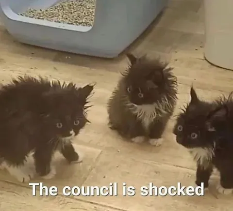 The Council Is Shocked Cats