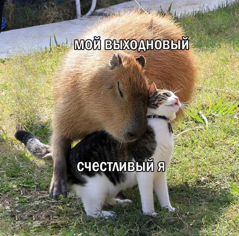 Счастливый выходной с капибарой