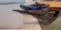 Кот, застрявший в движении