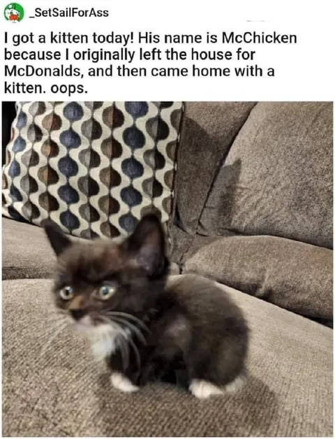 McChicken the Kitten