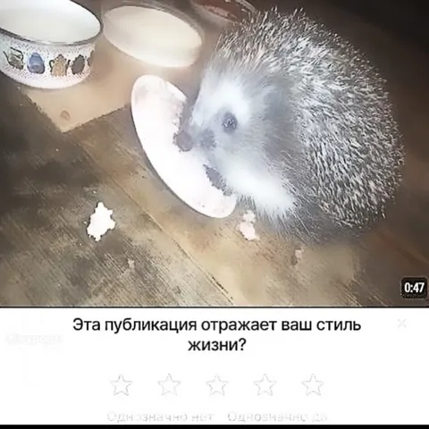 Ёжик с миской еды