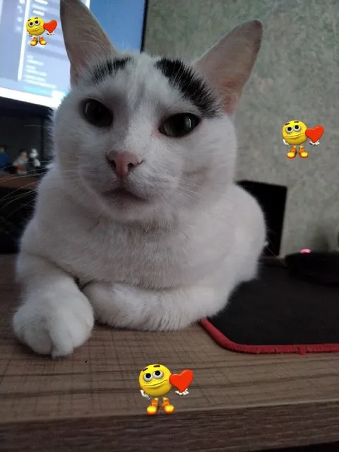 Кот с очень большими ушами