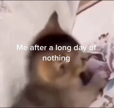 Cat After Doing Absolutely Nothing