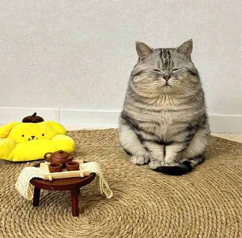 Кот отказался от чаепития