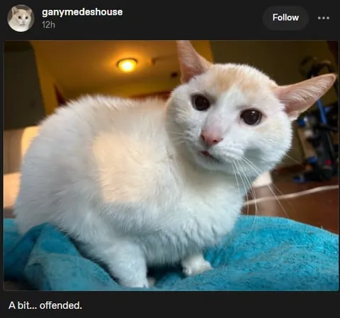 A Bit Offended Cat