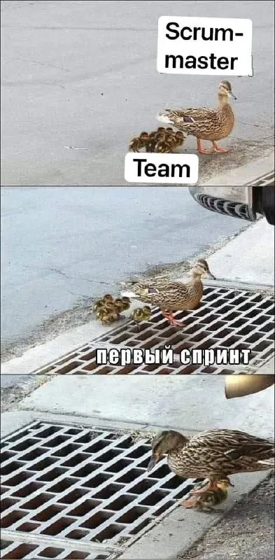 Первый спринт команды уток