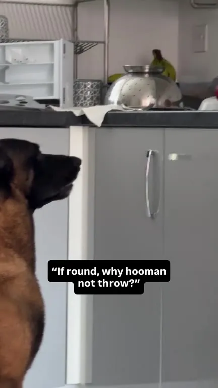 If Round, Why Hooman Not Throw?