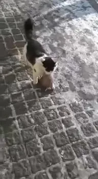 Кот несёт добычу по льду