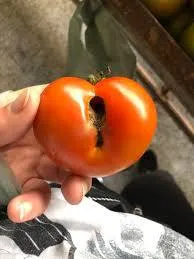 Помидор с неожиданностью