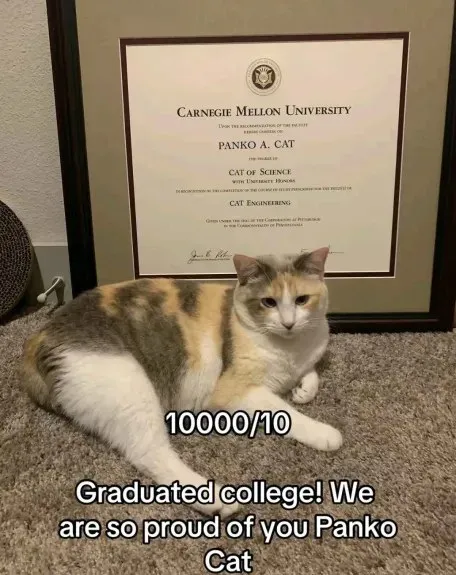 Panko Cat Graduated College