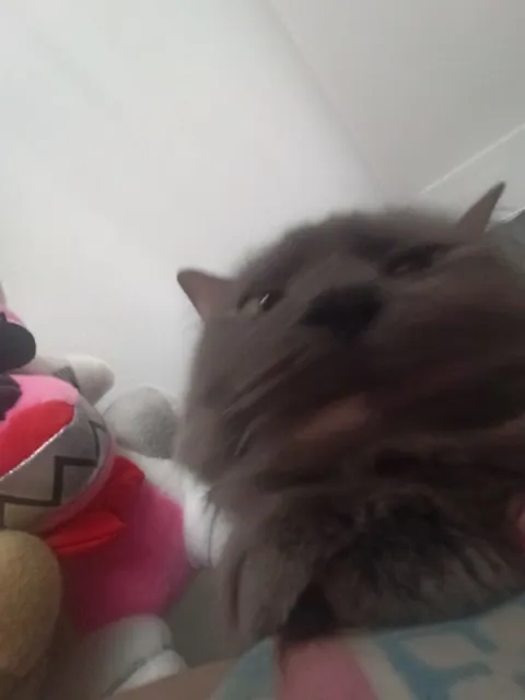 Кот смотрит в камеру