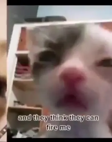 Cats Yelling at SpongeBob