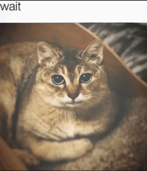 Wait Cat Reaction