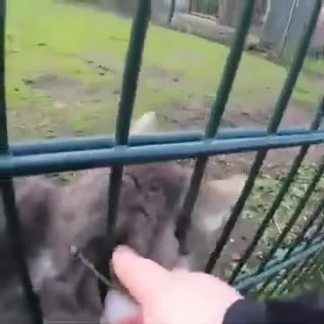 Кот перелезает через забор