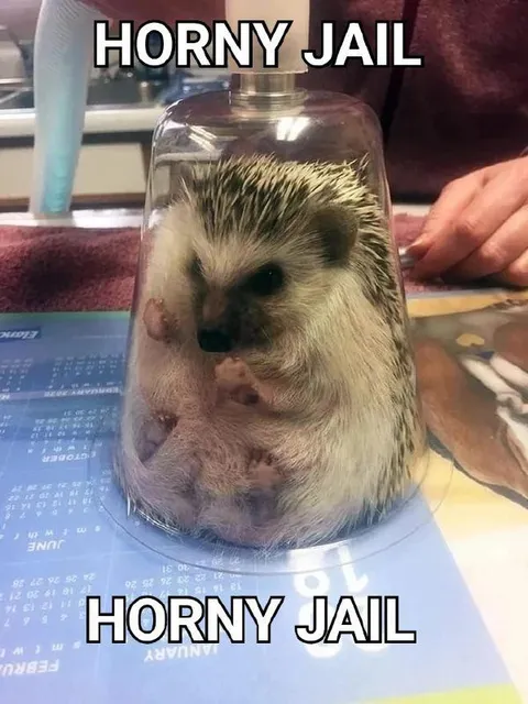 Hedgehog in Horny Jail
