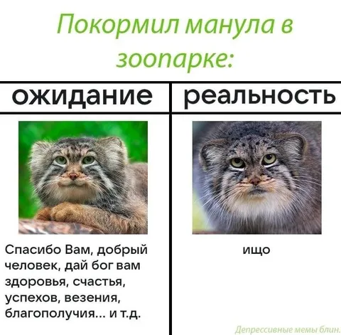 Покормил манула в зоопарке