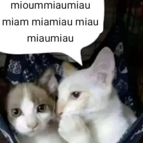 Кошки говорят на мяу